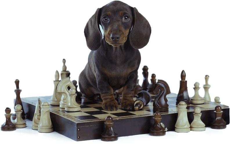 Brain Training for Dogs