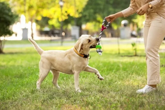 Brain Training for Dogs